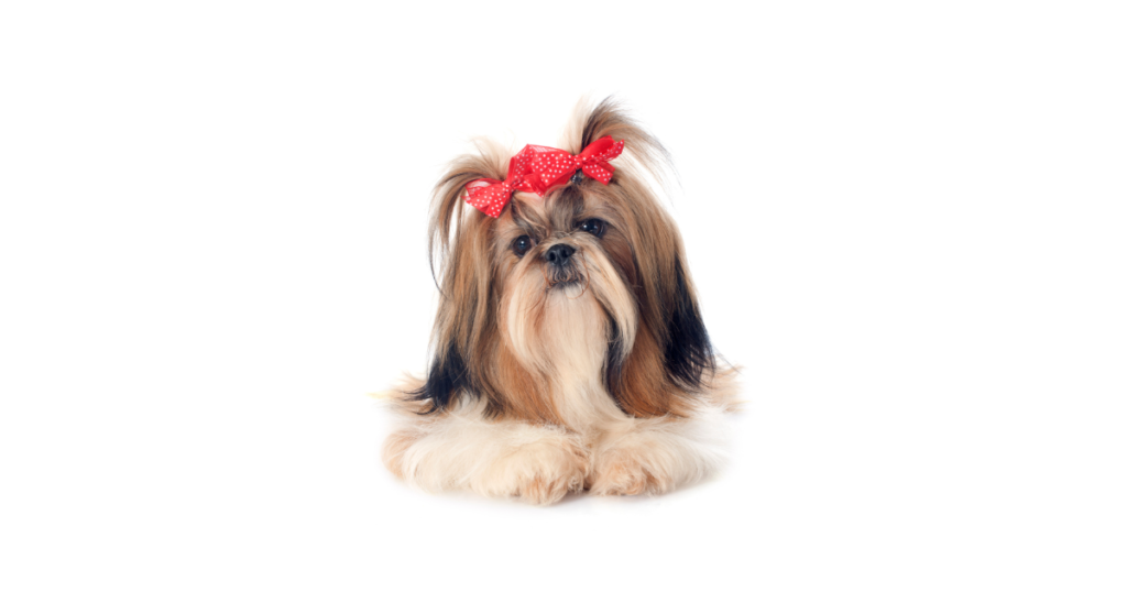 Why Shih Tzu Is The Worst Dog?