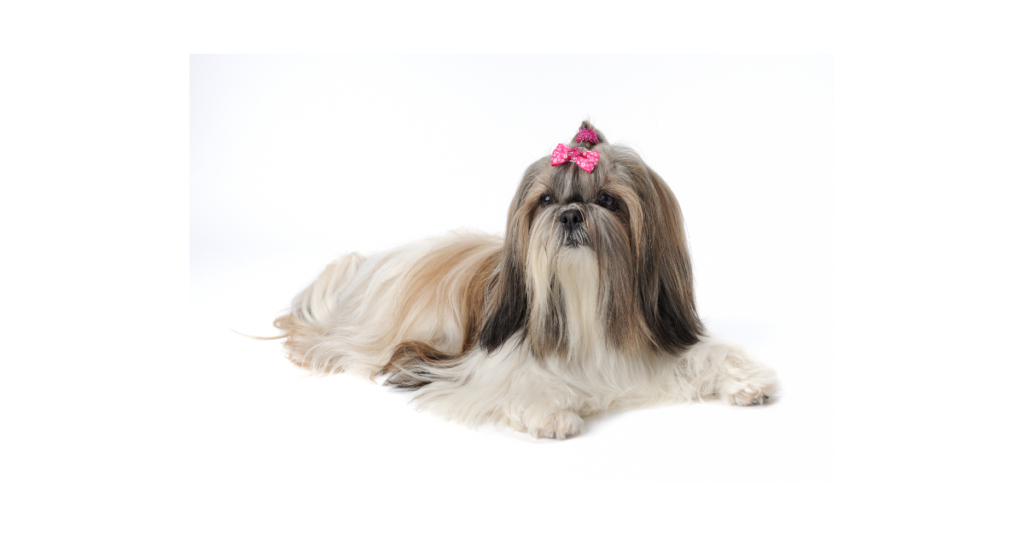 Why Shih Tzu Is The Worst Dog?