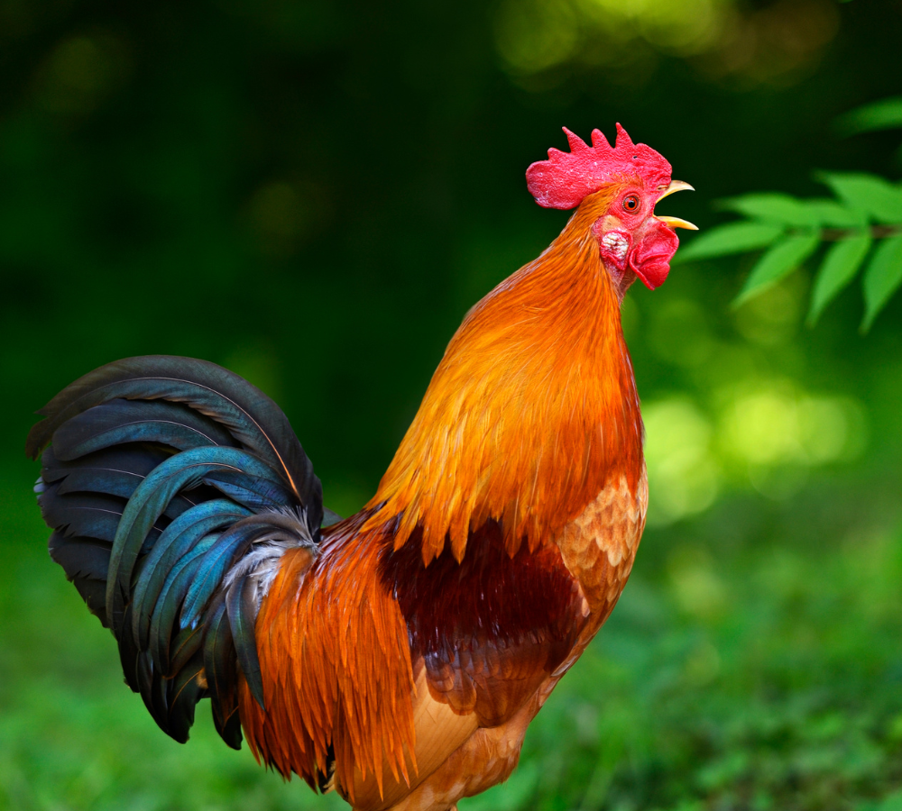 why do roosters flap their wings