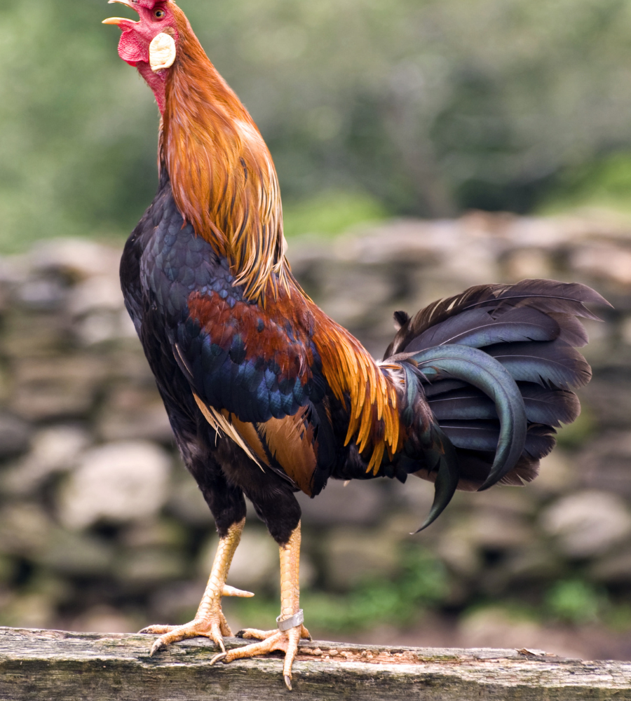 why do roosters flap their wings