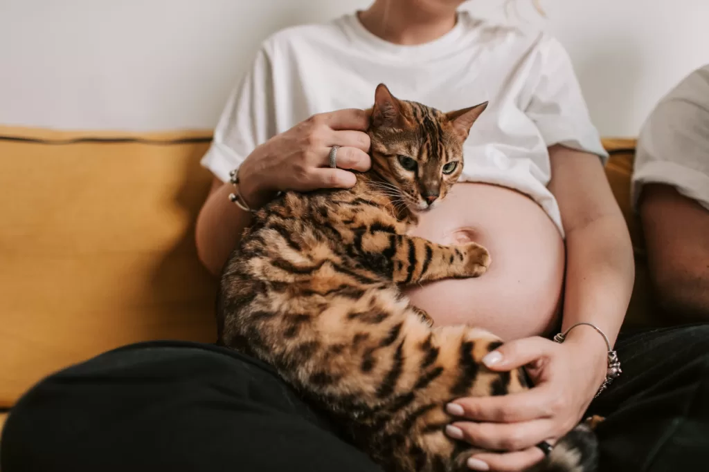 Why Do Cats Attack Pregnant Women