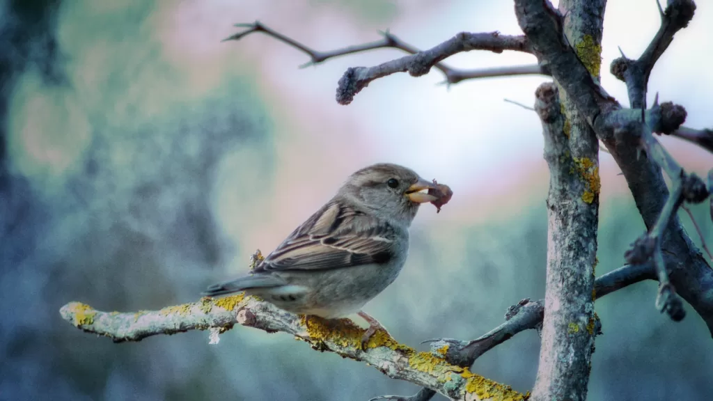 do birds eat slugs