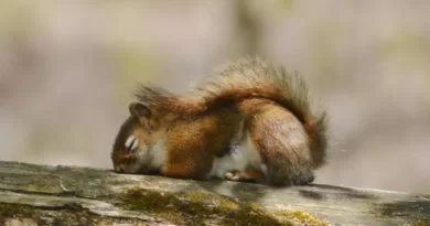 Do Squirrels Hibernate