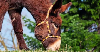 Why Is a Donkey Called a Jackass?