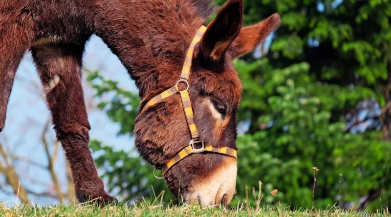 Why Is a Donkey Called a Jackass?