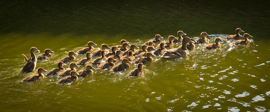 Can Ducklings Eat Bird Seed