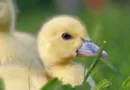 Can Ducklings Eat Bird Seed