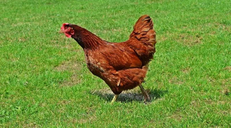 What is the longest recorded flight of a chicken