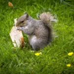 Can Squirrels Eat Bread