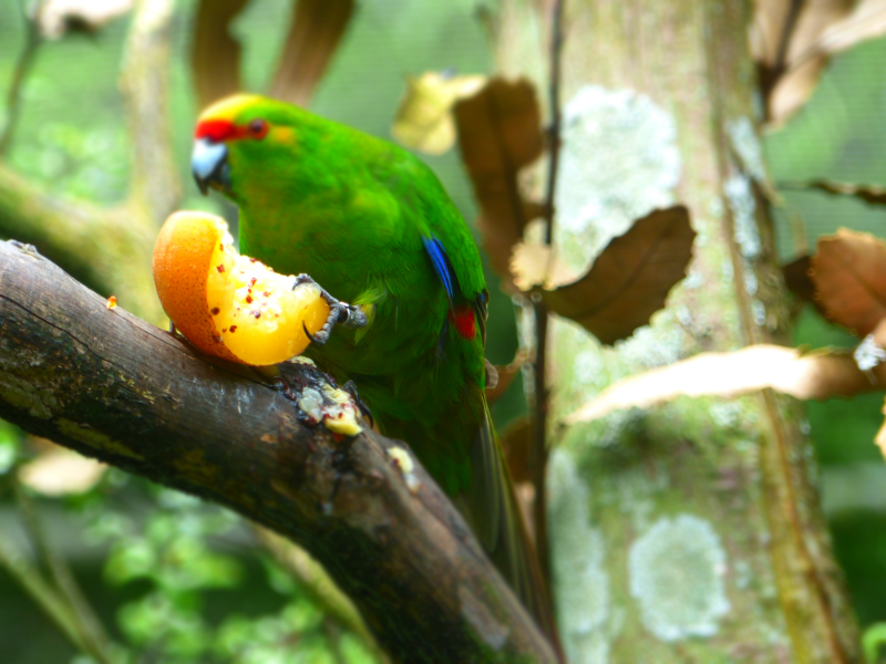 Can Birds Eat Cantaloupe