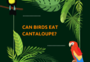 Can birds eat cantaloupe