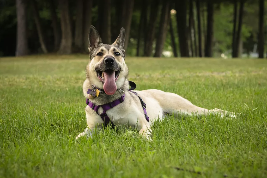 From Fresh Scent to Hidden Danger: Is Pine Sol Bad for Dogs?