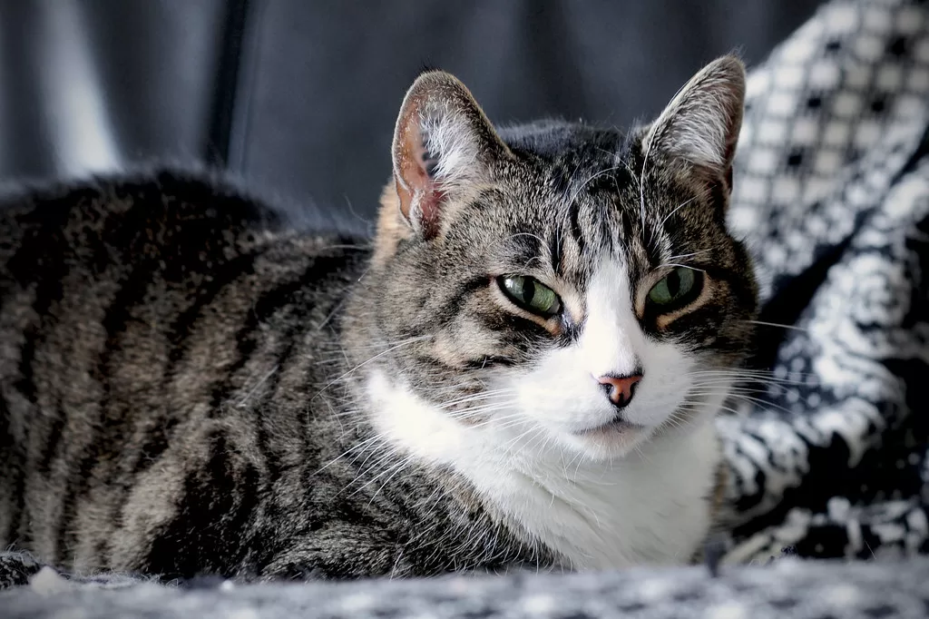 Should I Euthanize My Cat with Diabetes?