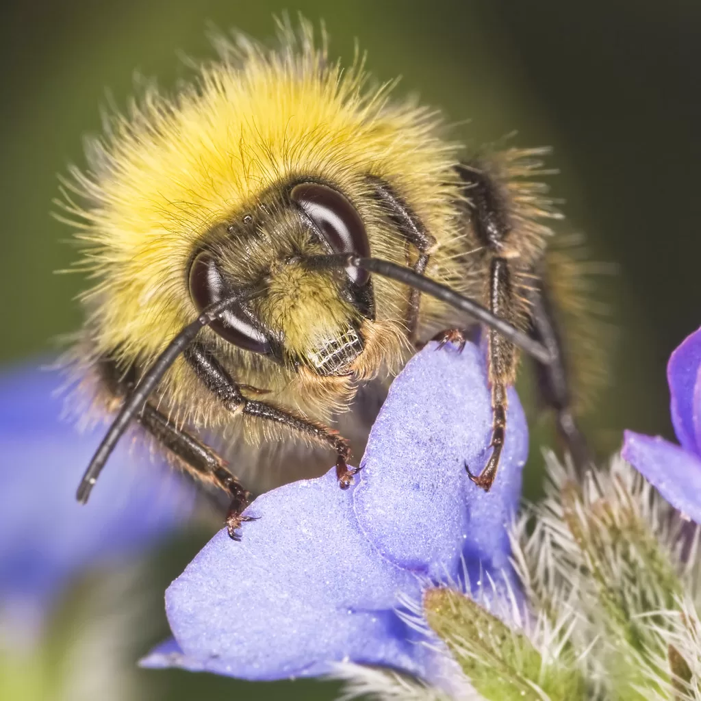 Can Bumblebees Sting? The Truth About Bumblebee Stings