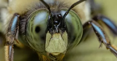 Can Bumblebees Sting? The Truth About Bumblebee Stings