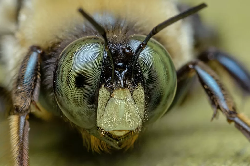 Can Bumblebees Sting? The Truth About Bumblebee Stings