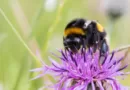 Can Bumblebees Sting? The Truth About Bumblebee Stings