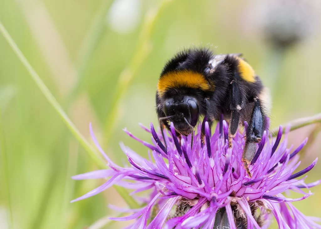 Can Bumblebees Sting? The Truth About Bumblebee Stings