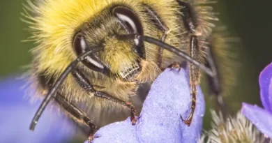 Can Bumblebees Sting? The Truth Behind Bumblebee Stings