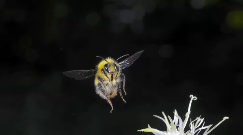 Can Bumblebees Sting? The Truth Behind Bumblebee Stings