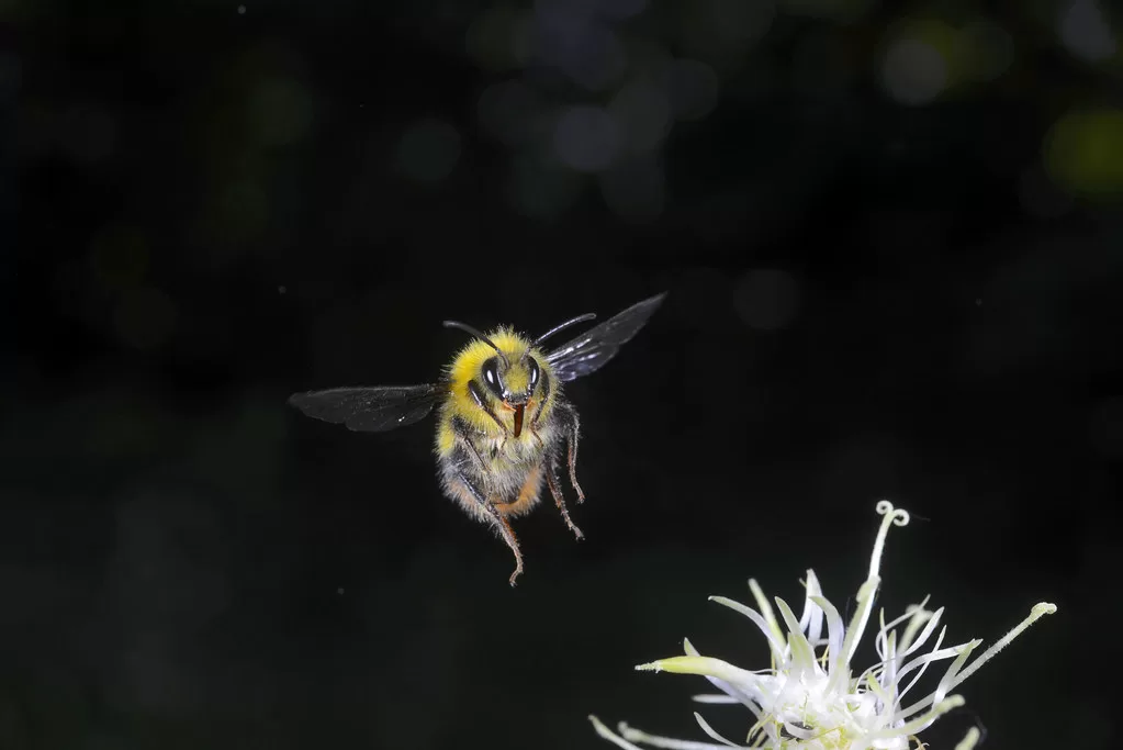 Can Bumblebees Sting? The Truth Behind Bumblebee Stings