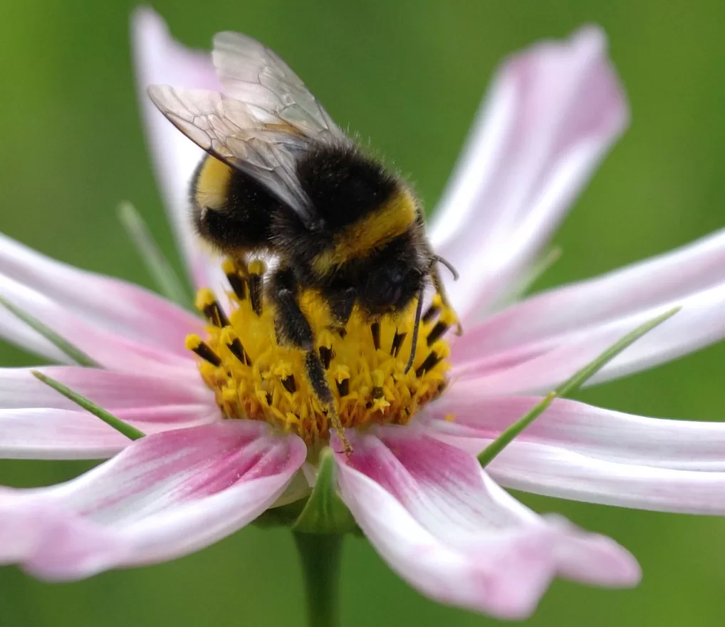 Can Bumblebees Sting? The Truth Behind Bumblebee Stings