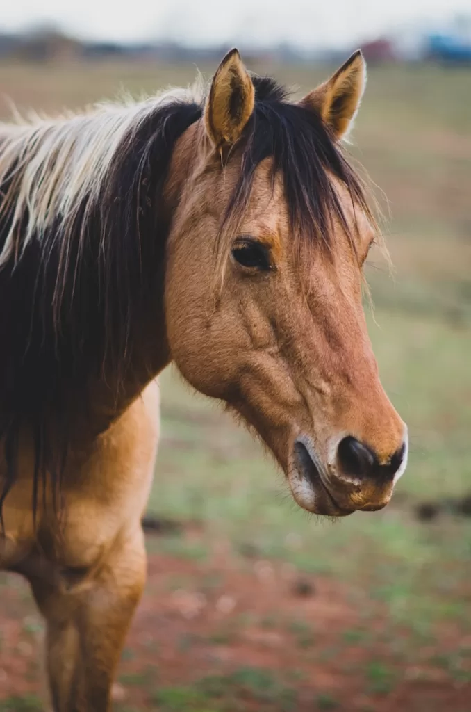 How Long Can a Horse Live with Navicular Disease?