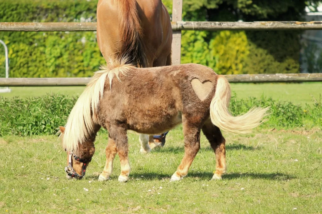 How Long Do Mini Horses Live: Unveiling the Secrets of Their Lifespan