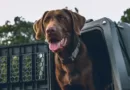 Retriever Dog Kennel: Providing Comfort and Safety for Your Beloved Pet