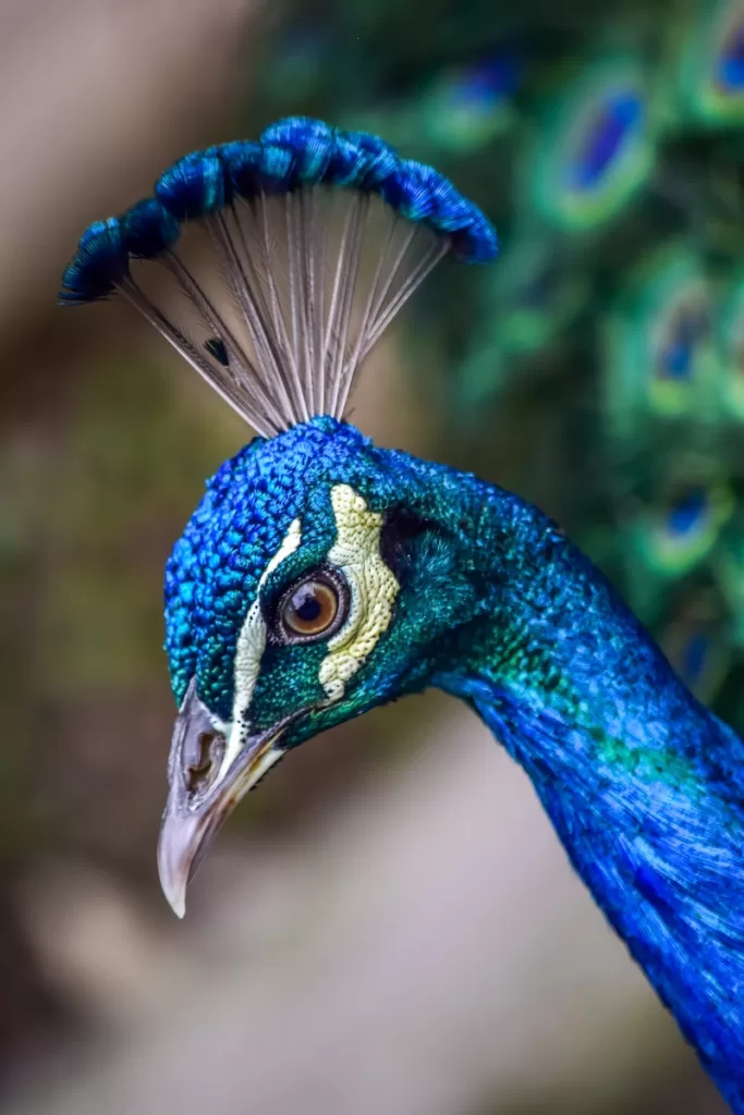 How Do Peacocks Reproduce: A Comprehensive Guide