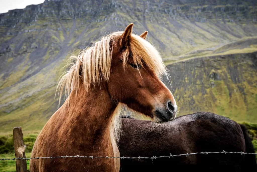 How Old Do Horses Live: Exploring the Lifespan of Equines