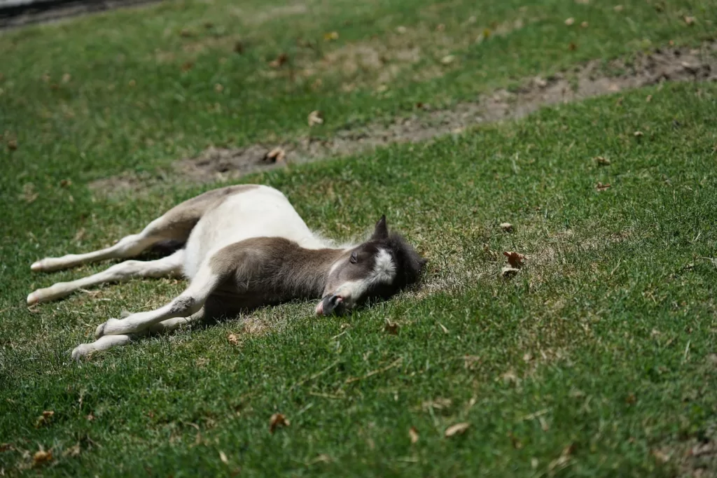 How Long Do Miniature Horses Live: A Comprehensive Guide