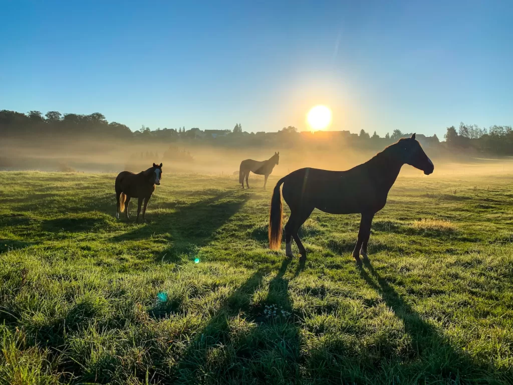 Understanding the Average Horse Lifespan: Factors and Care Tips
