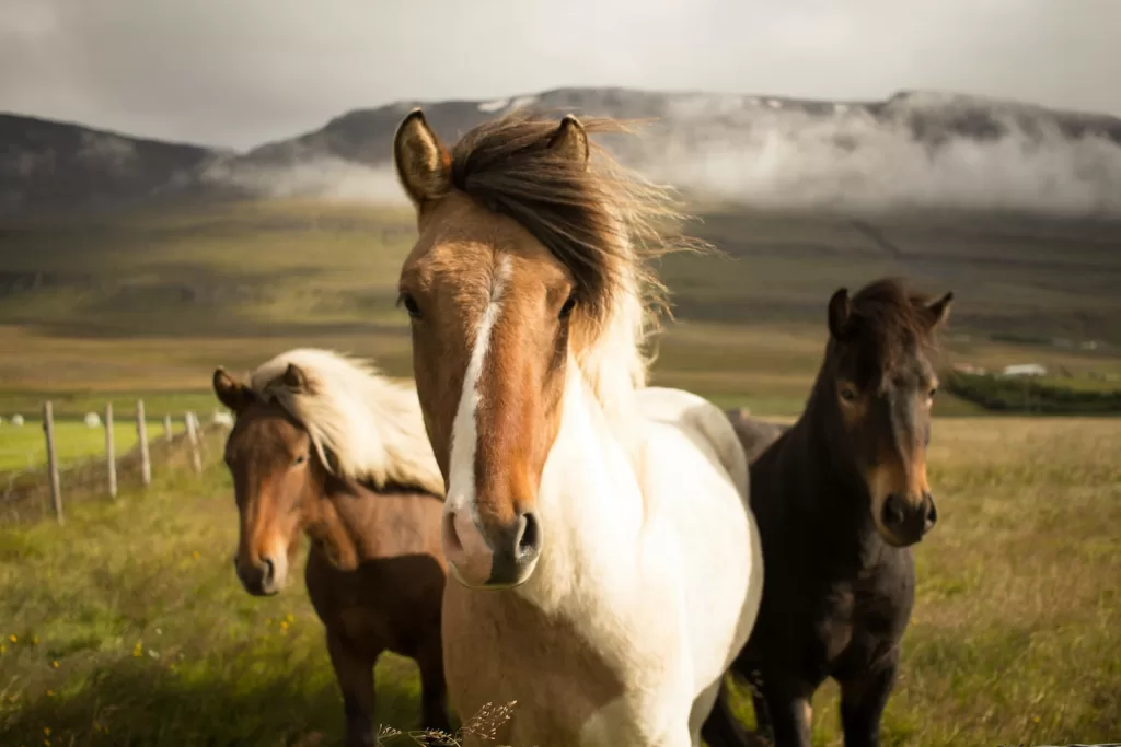 How Long Do Horses Usually Live: Unveiling the Lifespan of Majestic Equines