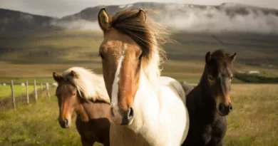How Long Do Horses Usually Live: Unveiling the Lifespan of Majestic Equines