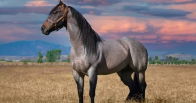 How Old Do Horses Live: Exploring the Lifespan of Equines