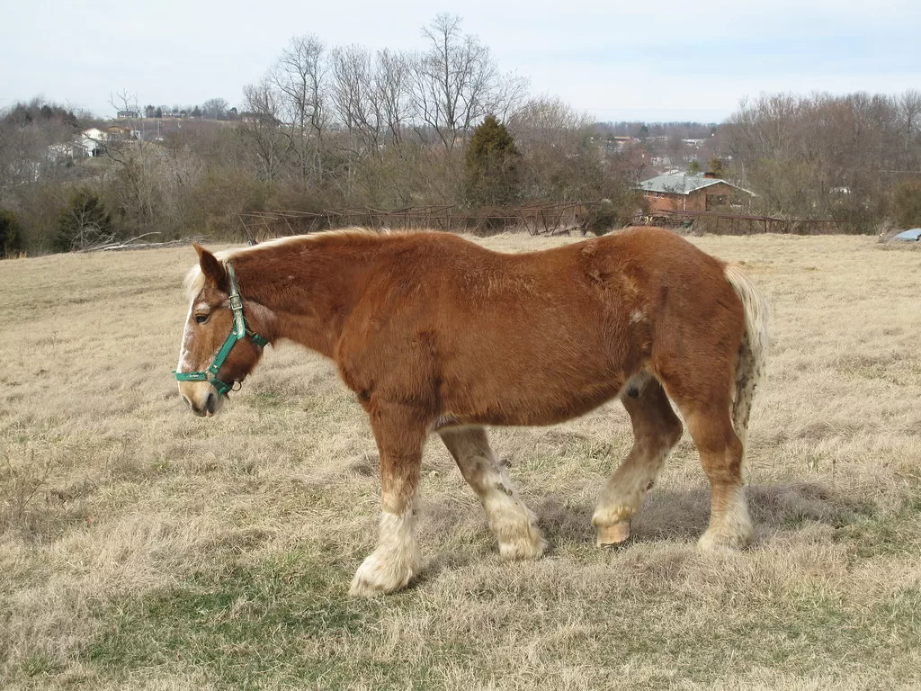 How Long Do Mini Horses Live: Unveiling the Secrets of Their Lifespan