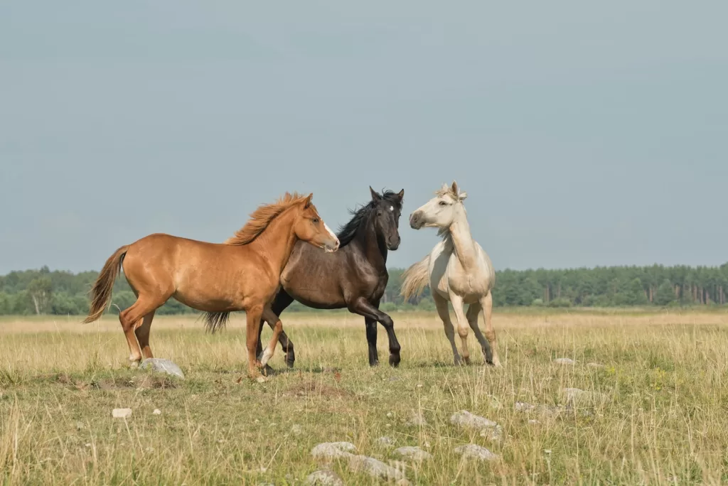 In this article, we'll delve into the key elements that contribute to a horse's longevity, providing you with insights to ensure your equine friend lives a healthy and fulfilling life.