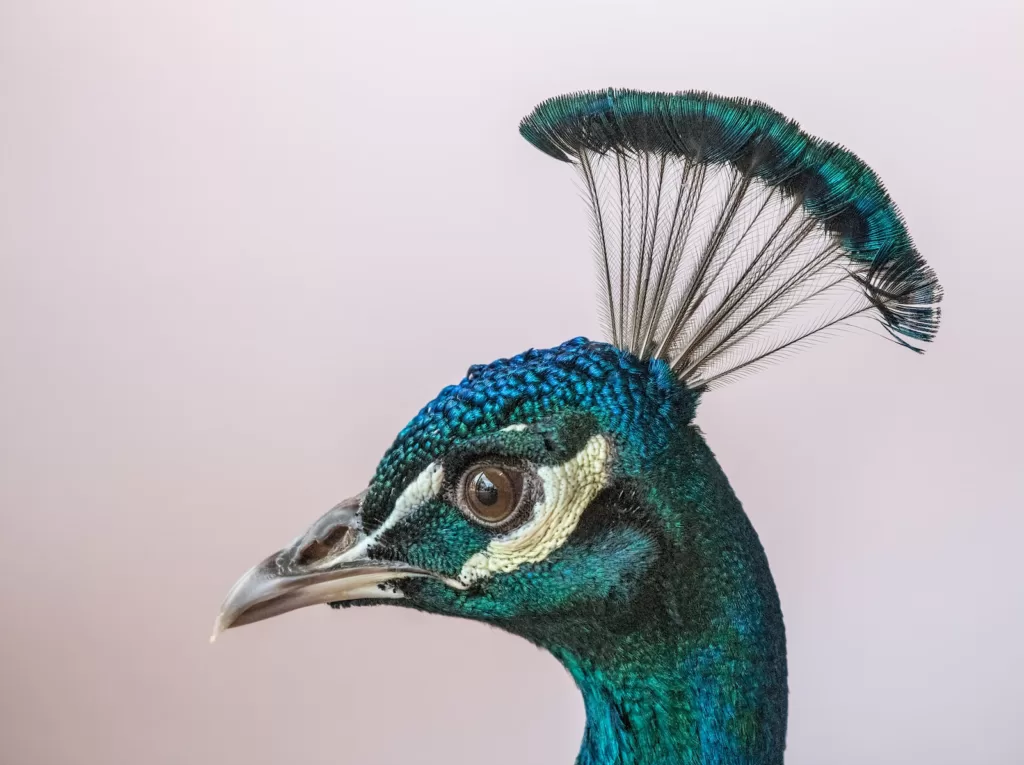 How Do Peacocks Reproduce: A Comprehensive Guide