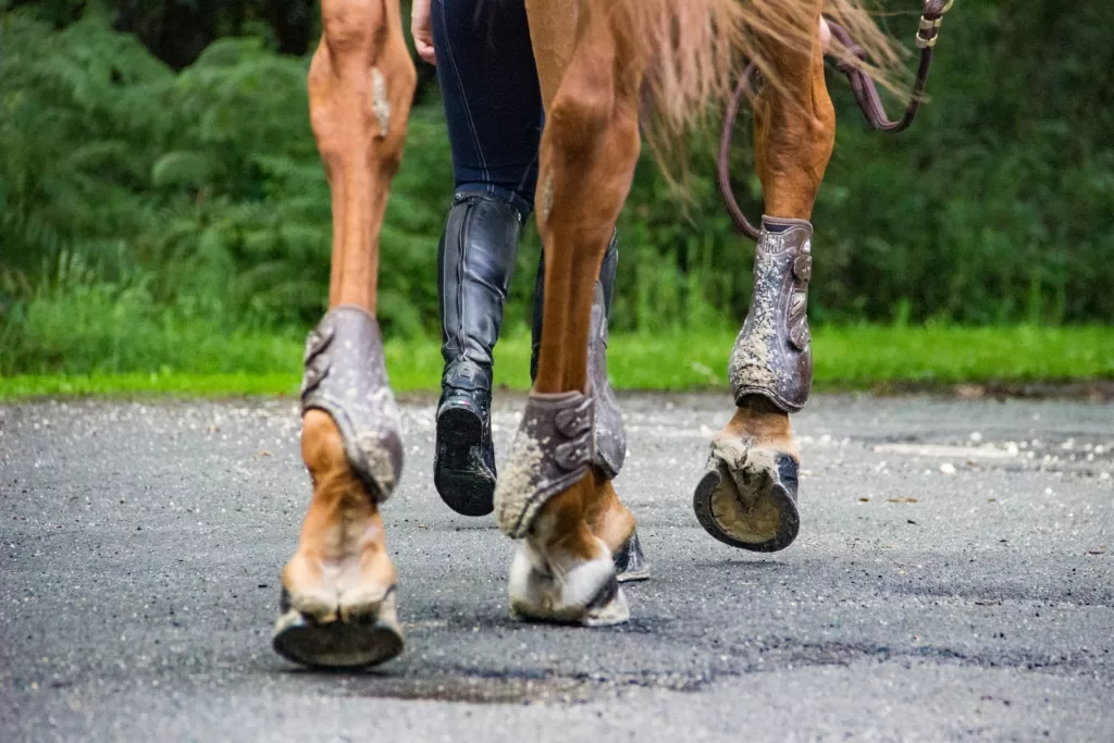 How Long Can a Horse Live with Ringbone: Insights and FAQs