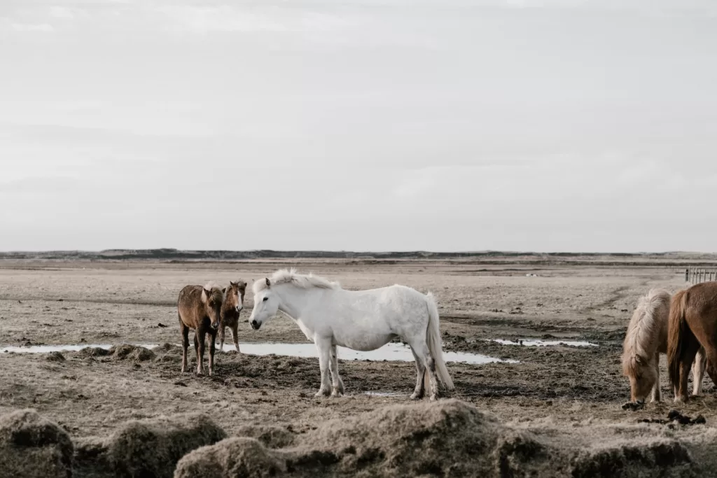 shetland pony lifespan