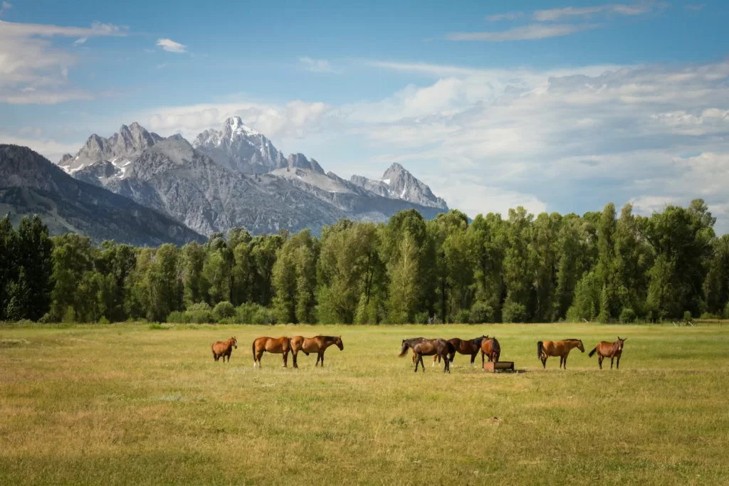 How Many Years Do Horses Live: Unlocking Equine Longevity