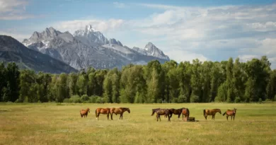 How Many Years Do Horses Live: Unlocking Equine Longevity