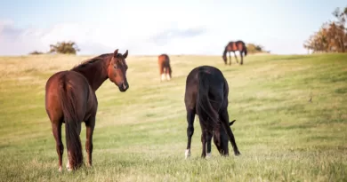 Understanding the Average Horse Lifespan: Factors and Care Tips