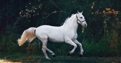 How Long Do Horses Live For: A Comprehensive Guide