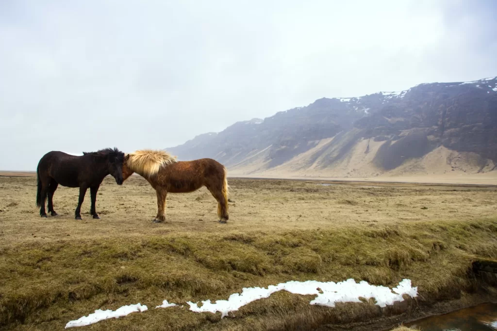 How Many Years Do Horses Live: Unlocking Equine Longevity