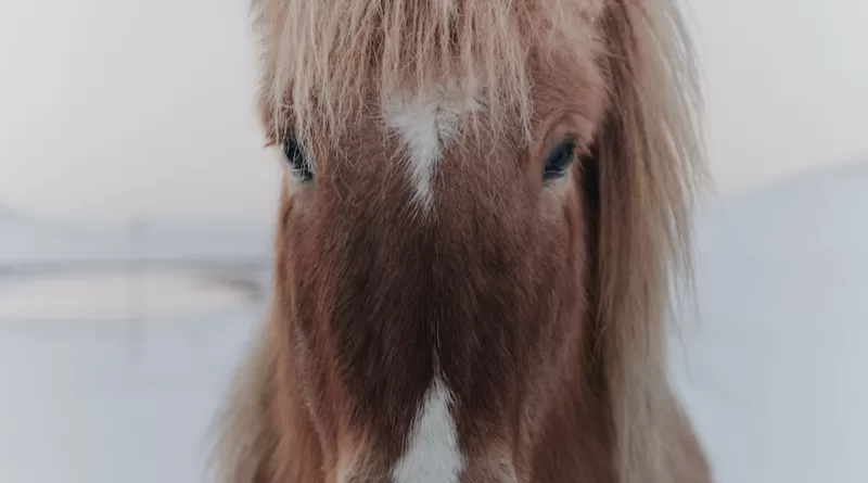 shetland pony lifespan