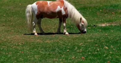 How Long Do Miniature Horses Live: A Comprehensive Guide