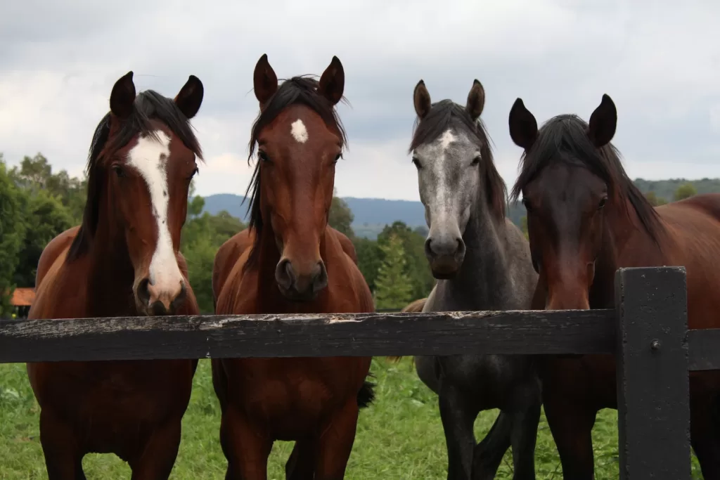 How Long Do Horses Live For: A Comprehensive Guide