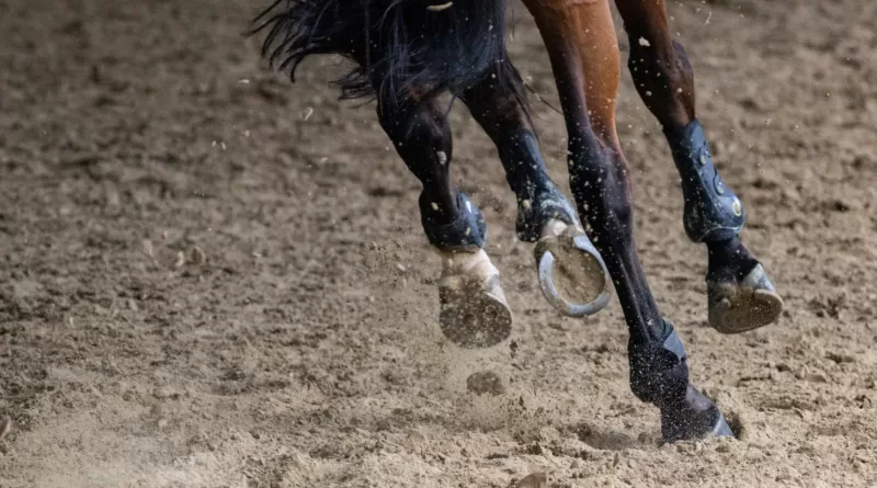 How Long Can a Horse Live with Ringbone: Insights and FAQs